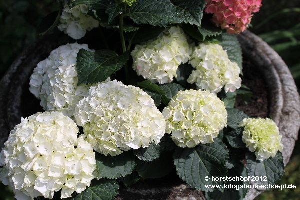 weisse Hortensie